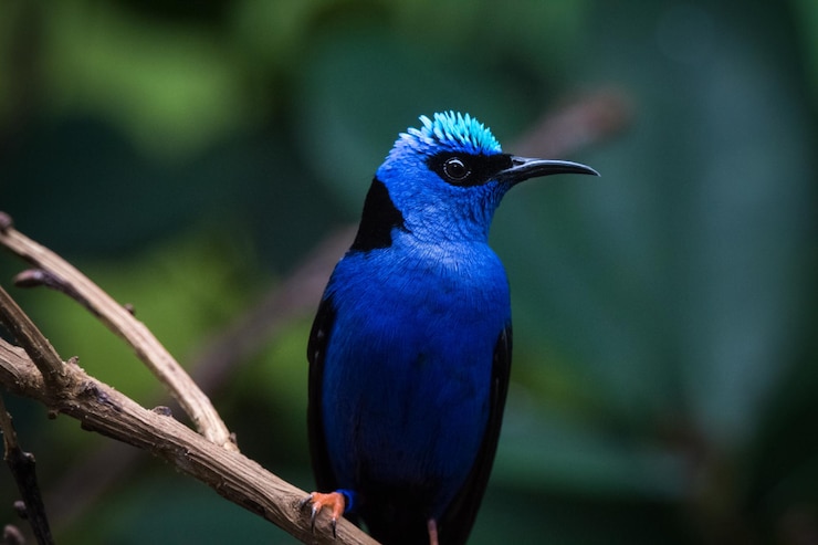 Foto close-up de um pássaro azul empoleirado em um ramo