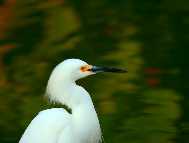 Close-up de um pássaro branco olhando para longe