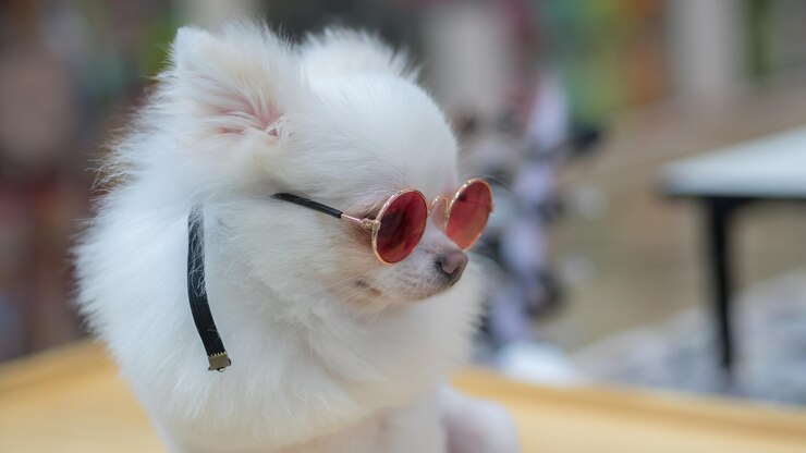 Foto close-up de um pássaro branco