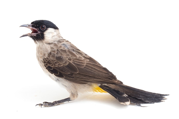 Close-up de um pássaro bulbul com cabeça de fuligem