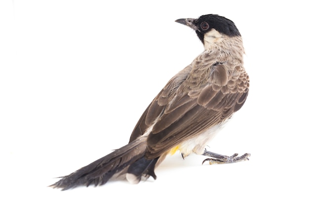 Close-up de um pássaro bulbul com cabeça de fuligem