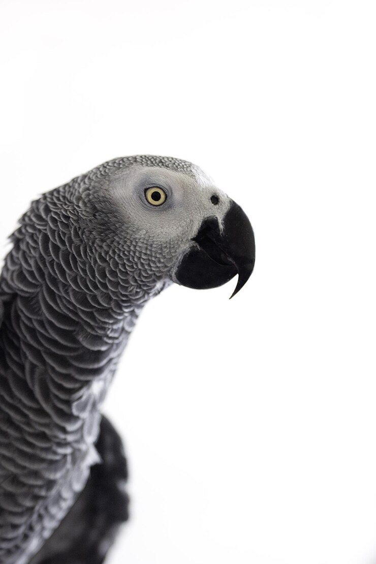 Foto close-up de um pássaro contra fundo branco