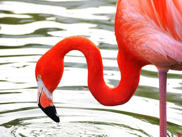 Foto close-up de um pássaro contra o lago