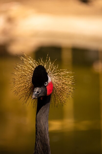 Foto close-up de um pássaro contra um fundo desfocado