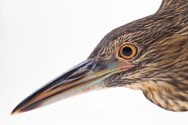 Foto close-up de um pássaro de garça-real-de-coroa-preta