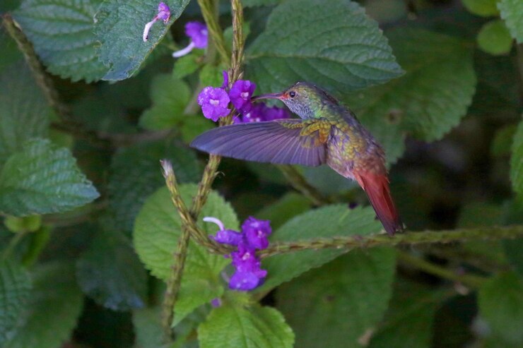 Foto close-up de um pássaro em flor