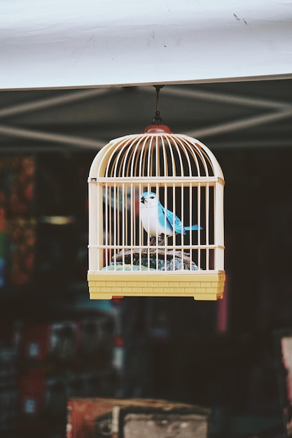Foto close-up de um pássaro em gaiola