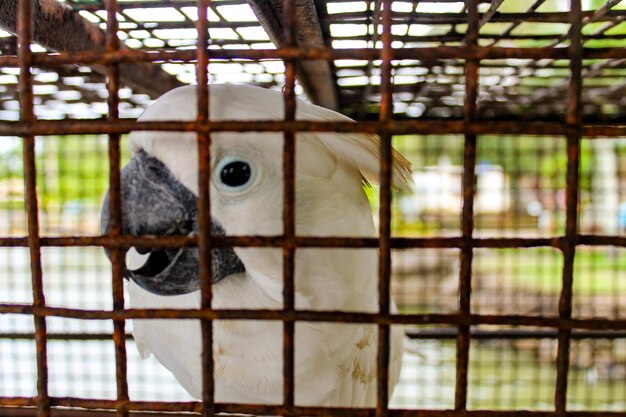 Foto close-up de um pássaro em gaiola