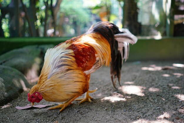 Foto close-up de um pássaro em um campo