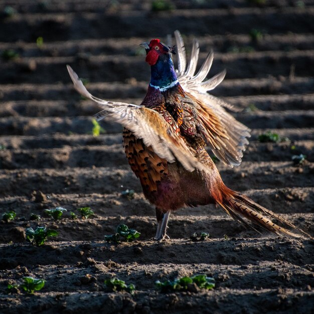 Foto close-up de um pássaro em um campo