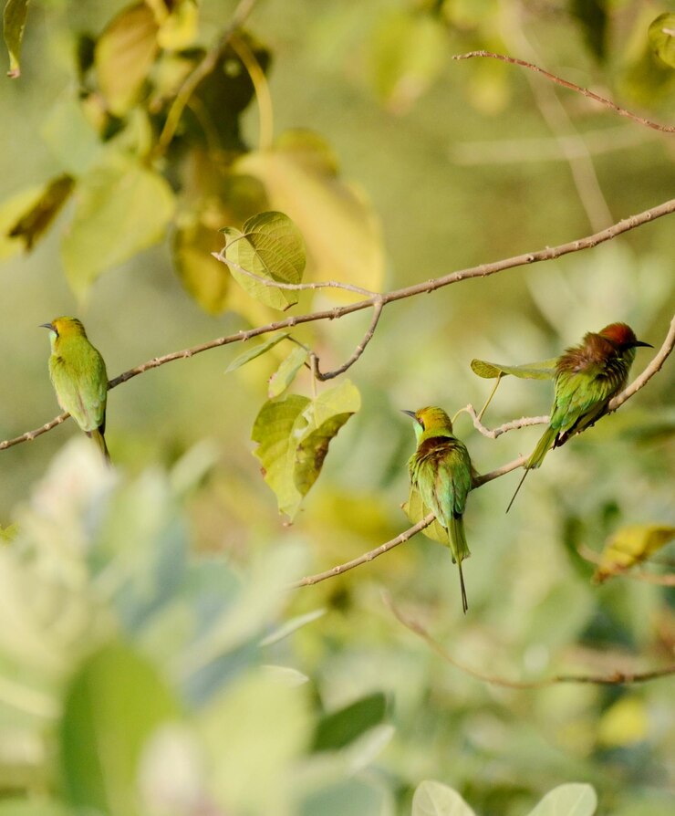 Foto close-up de um pássaro em um galho