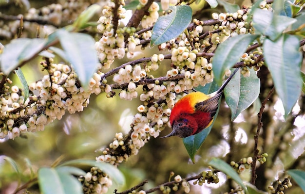 Foto close-up de um pássaro em uma planta com flores