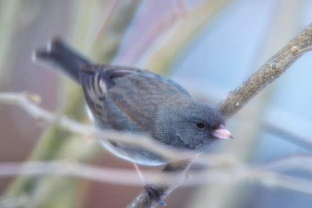 Close-up de um pássaro empoleirado ao ar livre