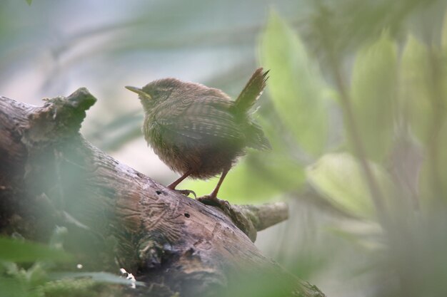 Foto close-up de um pássaro empoleirado em madeira