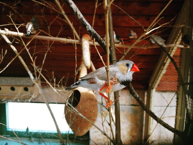 Foto close-up de um pássaro empoleirado em um alimentador