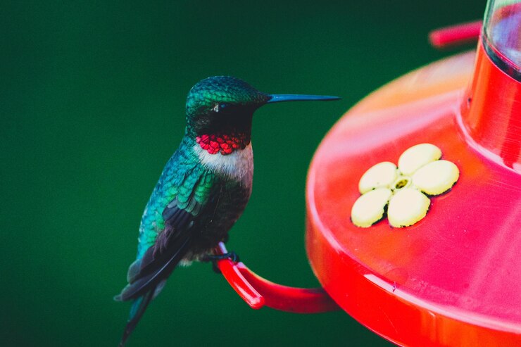 Foto close-up de um pássaro empoleirado em um alimentador