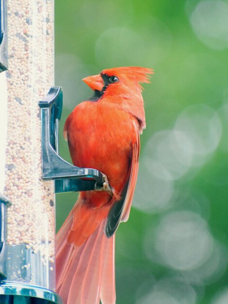 Foto close-up de um pássaro empoleirado em um alimentador