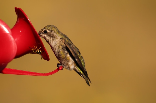 Foto close-up de um pássaro empoleirado em um alimentador