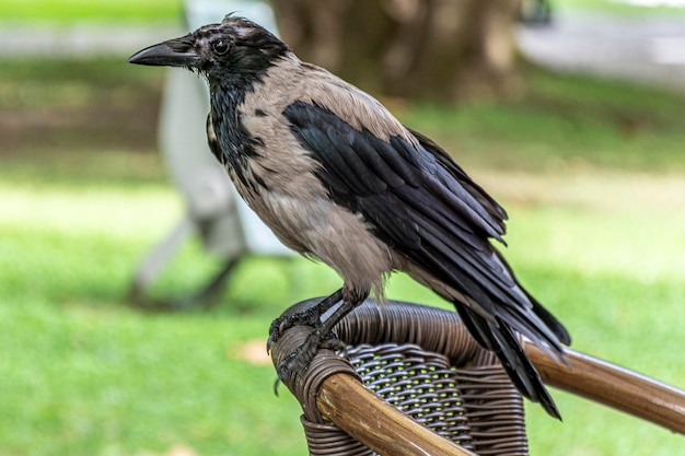 Foto close-up de um pássaro empoleirado em um campo