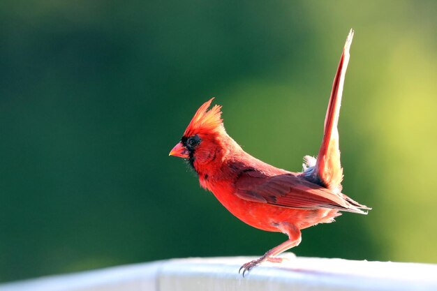 Foto close-up de um pássaro empoleirado em um corrimão