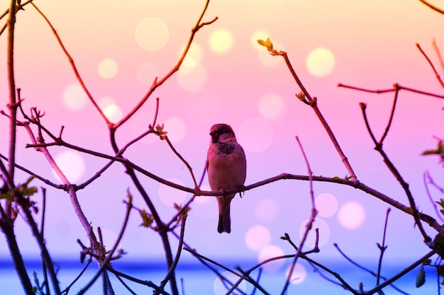 Foto close-up de um pássaro empoleirado em um galho contra o céu ao pôr-do-sol
