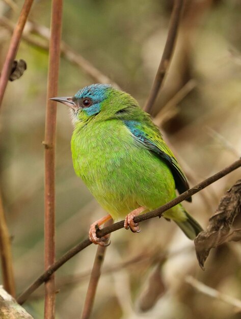 Foto close-up de um pássaro empoleirado em um galho