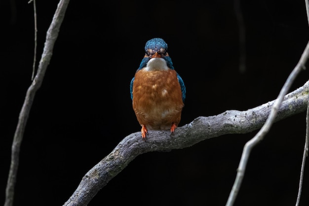 Close-up de um pássaro empoleirado em um galho