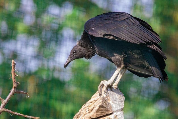 Foto close-up de um pássaro empoleirado em um galho