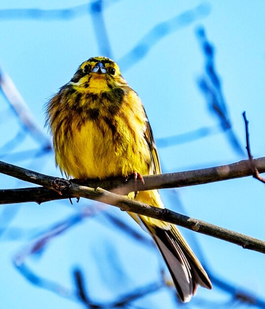 Close-up de um pássaro empoleirado em um galho