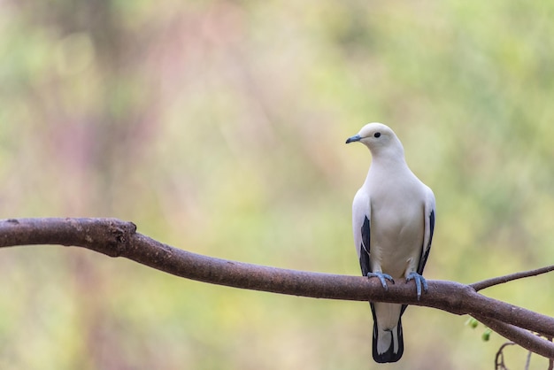 Foto close-up de um pássaro empoleirado em um galho