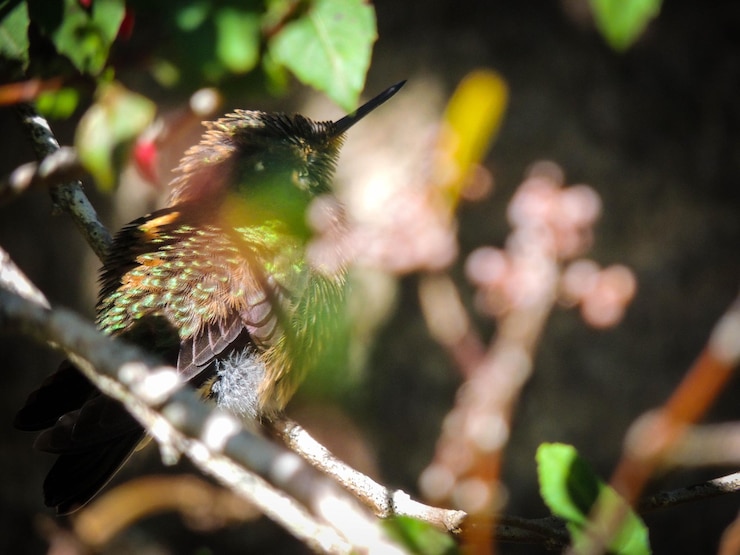 Foto close-up de um pássaro empoleirado em um galho