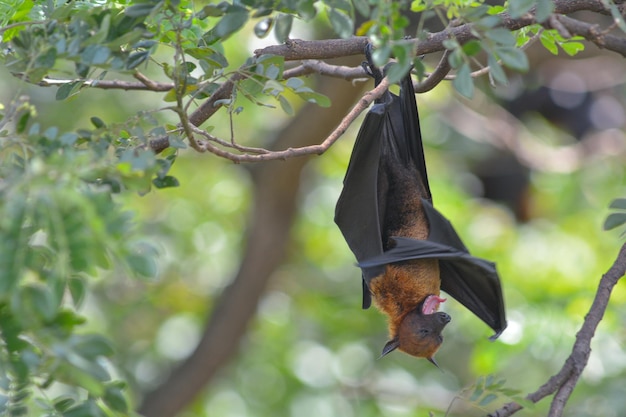 Foto close-up de um pássaro empoleirado em um galho