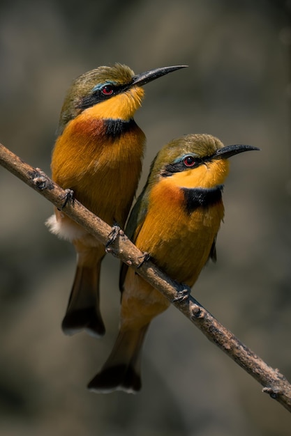 Foto close-up de um pássaro empoleirado em um galho