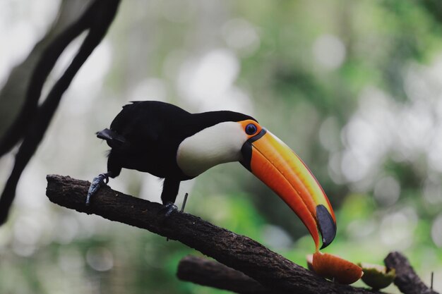 Foto close-up de um pássaro empoleirado em um galho