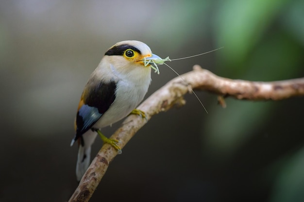 Close-up de um pássaro empoleirado em um galho