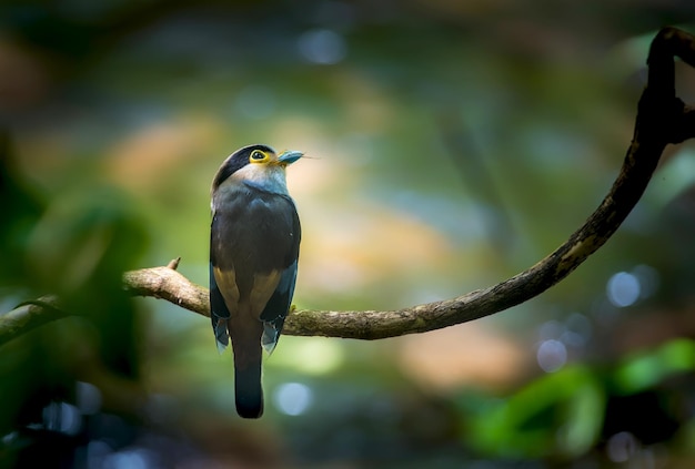 Close-up de um pássaro empoleirado em um galho