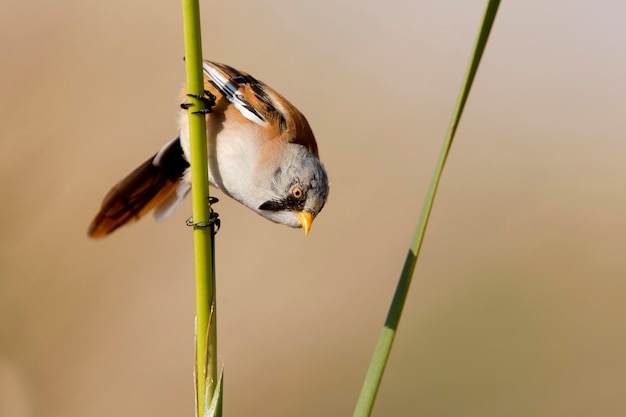 Foto close-up de um pássaro empoleirado em um galho