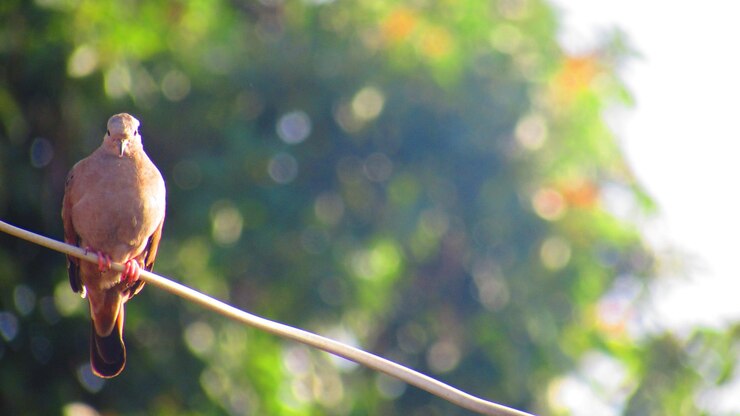 Foto close-up de um pássaro empoleirado em um galho