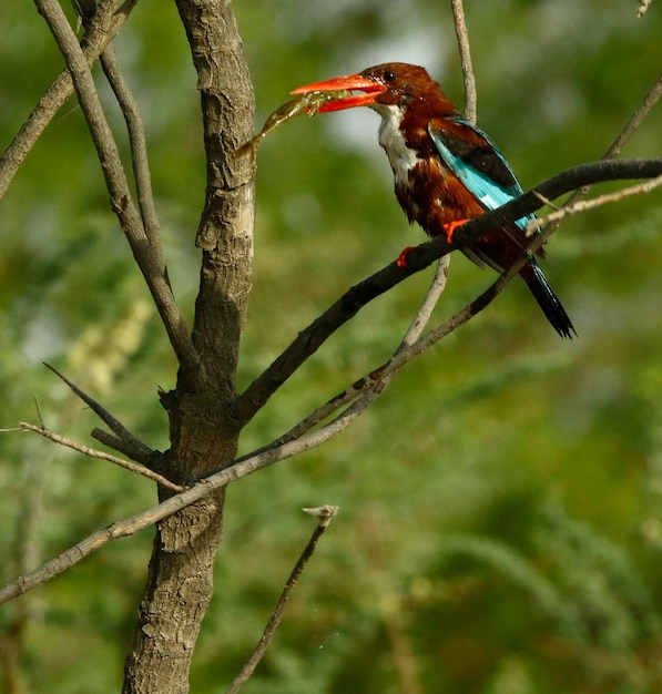 Foto close-up de um pássaro empoleirado em um galho