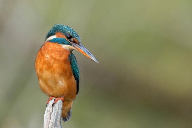 Foto close-up de um pássaro empoleirado em um galho