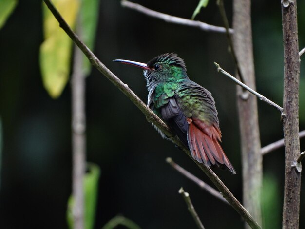 Foto close-up de um pássaro empoleirado em um galho