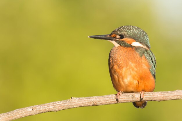 Foto close-up de um pássaro empoleirado em um galho