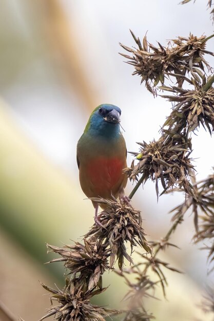 Foto close-up de um pássaro empoleirado em um galho