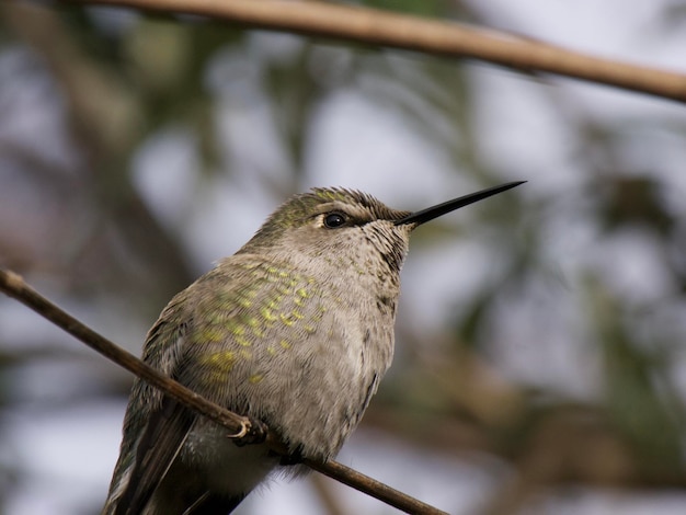 Foto close-up de um pássaro empoleirado em um galho