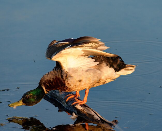 Foto close-up de um pássaro empoleirado em um lago