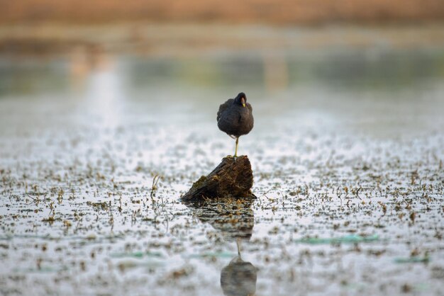 Close-up de um pássaro empoleirado em um lago