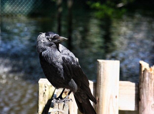 Foto close-up de um pássaro empoleirado em um poste de madeira