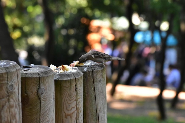 Foto close-up de um pássaro empoleirado em um poste de madeira