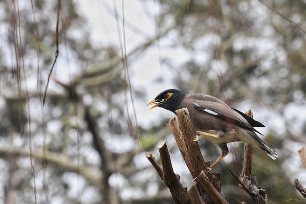 Foto close-up de um pássaro empoleirado em um ramo.