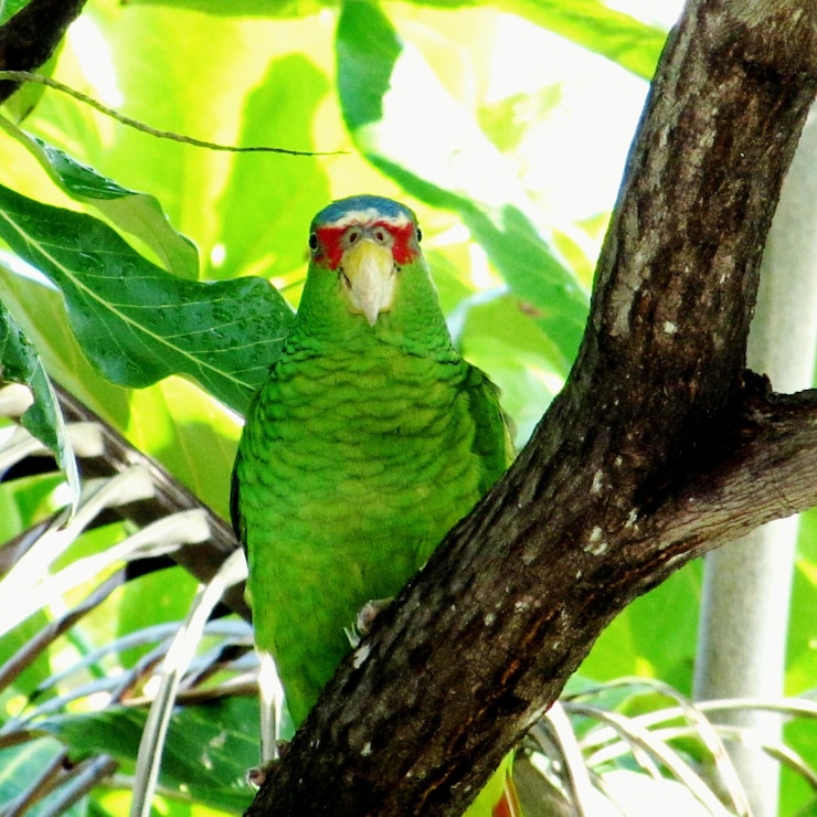 Foto close-up de um pássaro empoleirado em uma árvore
